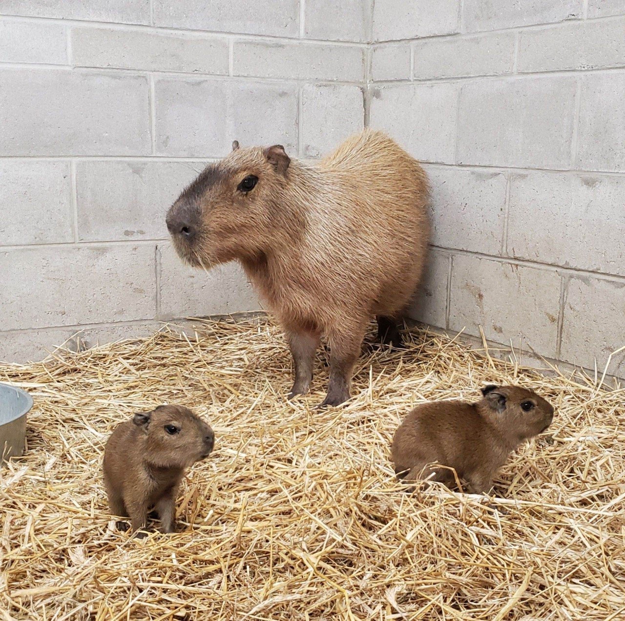 Capybara Pups Born at Cape May County Zoo