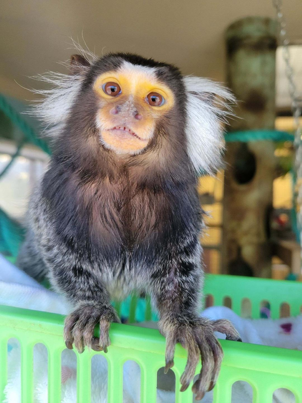 The Cape May County Zoo Welcomes the Arrival of a Common Marmoset